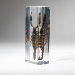 Genuine Single Black Scorpion in Lucite