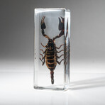 Genuine Single Black Scorpion in Lucite