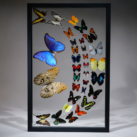 32 Genuine Butterflies in Black Display Frame III