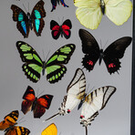 16 Genuine Butterflies in Display Frame I