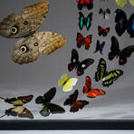 32 Genuine Butterflies in Black Display Frame III