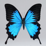 Single Genuine Blue Papilionidae Butterfly in Black Display Frame