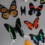 16 Genuine Butterflies in Display Frame II