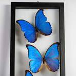 7 Genuine Morpho Butterflies in Display Frame