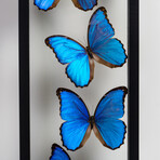 7 Genuine Morpho Butterflies in Display Frame