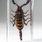 Genuine Single Black Scorpion in Lucite