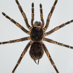 Genuine Large Peruvian Orange Striped Tarantula in Display Frame