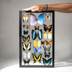 22 Genuine Butterflies in Black Display Frame I