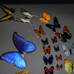 32 Genuine Butterflies in Black Display Frame III