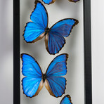 7 Genuine Morpho Butterflies in Display Frame