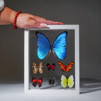 1 Large Morpho + 6 butterflies in White Display Frame