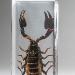 Genuine Single Black Scorpion in Lucite