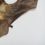 Genuine Scotophilius Kuhlil Bat in Display Frame