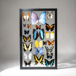 22 Genuine Butterflies in Black Display Frame I