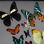 16 Genuine Butterflies in Display Frame I