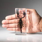 Genuine Single Black Scorpion in Lucite