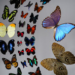 32 Genuine Butterflies in Black Display Frame I