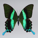 Single Genuine Green Papilionidae Butterfly in Black Display Frame