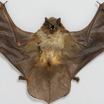 Genuine Scotophilius Kuhlil Bat in Display Frame