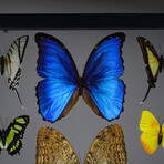 22 Genuine Butterflies in Black Display Frame II