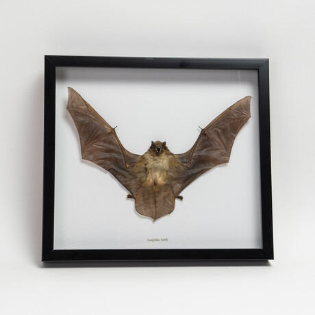 Genuine Scotophilius Kuhlil Bat in Display Frame