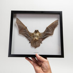 Genuine Scotophilius Kuhlil Bat in Display Frame