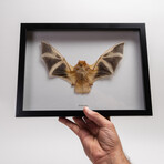 Genuine Kerivolia Picta Bat in Display Frame