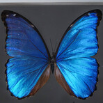 1 Large Morpho + 6 butterflies in White Display Frame