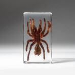 Genuine Tarantula in Lucite V1