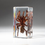 Genuine Tarantula in Lucite V1