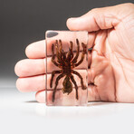 Genuine Tarantula in Lucite V1