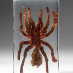 Genuine Tarantula in Lucite V1