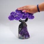 Amethyst Clustered Gemstone Tree + Amethyst Matrix // The Protection Tree // 3lb