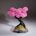 Rose Quartz Clustered Gemstone Tree + Citrine Matrix // The Comfort Tree // 3.7lb