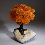 Citrine Clustered Gemstone Tree + Citrine Matrix // The Calming Tree // 5.38lb