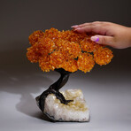Citrine Clustered Gemstone Tree + Citrine Matrix // The Calming Tree // 5.38lb