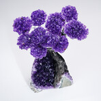 Amethyst Clustered Gemstone Tree + Amethyst Matrix // The Protection Tree // 3.5lb