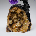 Genuine Amethyst Clustered Gemstone Tree on Citrine Matrix // The Empowerment Tree // 4.1lb