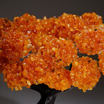 Citrine Clustered Gemstone Tree + Citrine Matrix // The Calming Tree // 5.38lb