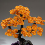 Genuine Citrine Clustered Gemstone Tree on Amethyst Matrix // 12.8lb