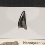 Nanotyrannus Tooth In Display Box