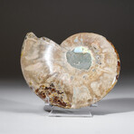 Calcified Ammonite Slice With Acrylic Display Stand V6