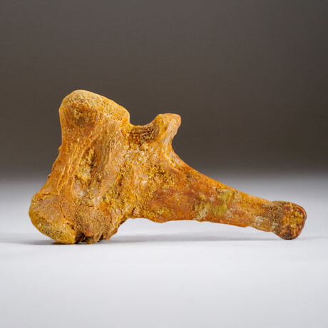 Spinosaurus Maroccanus Bone // 112.4g