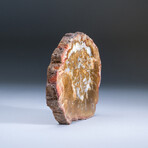 Genuine Petrified Wood Slice