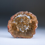 Genuine Petrified Wood Slice