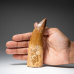 Large Carcharodontous Tooth In Display Box