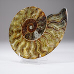 Calcified Ammonite Slice With Acrylic Display Stand V2