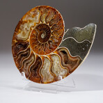 Calcified Ammonite Slice With Acrylic Display Stand V6