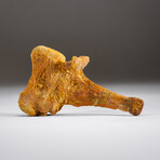 Genuine Spinosaurus Maroccanus Bone // 112.4g