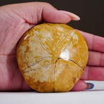 Genuine Fossilized Sea Urchin